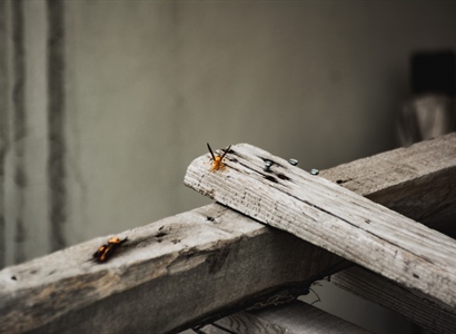 Summer Pests: Prevention Is Key for Successful Short-Term Rentals