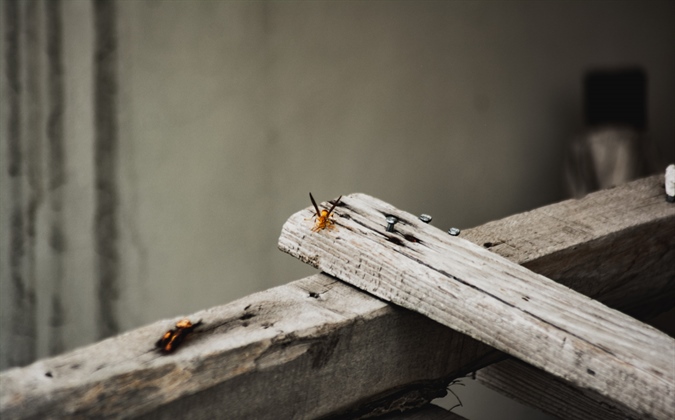 Summer Pests: Prevention Is Key for Successful Short-Term Rentals